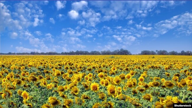 Фермеры говорят, что картофель собирают вручную. «Пшеницу и подсолнечник вручную не уберешь», – добавляет он.