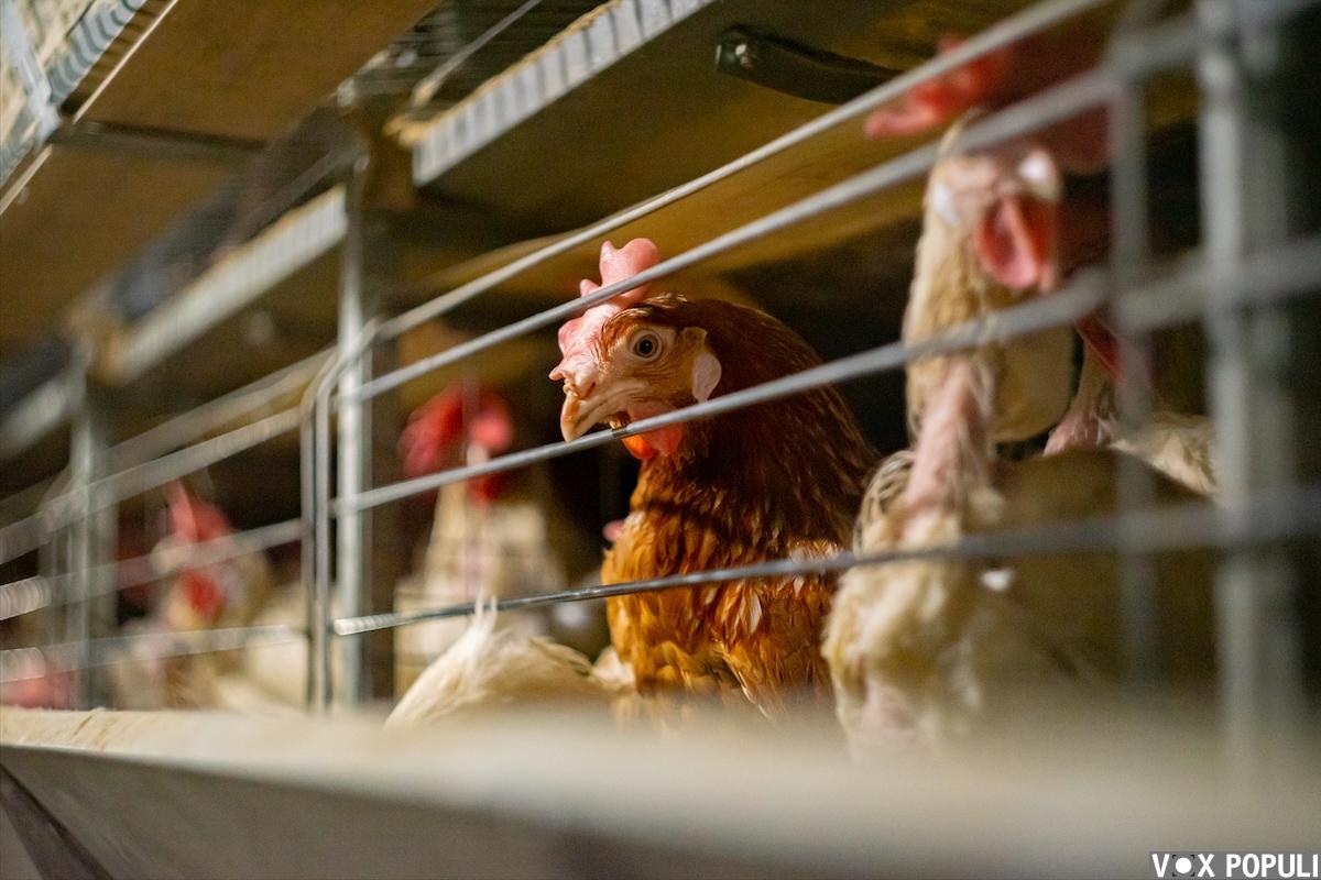 ферма в Костанайской области